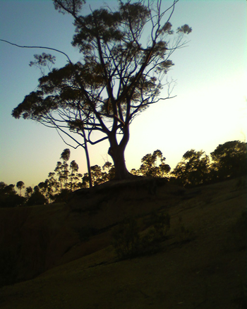 20090817135708-arbol.png